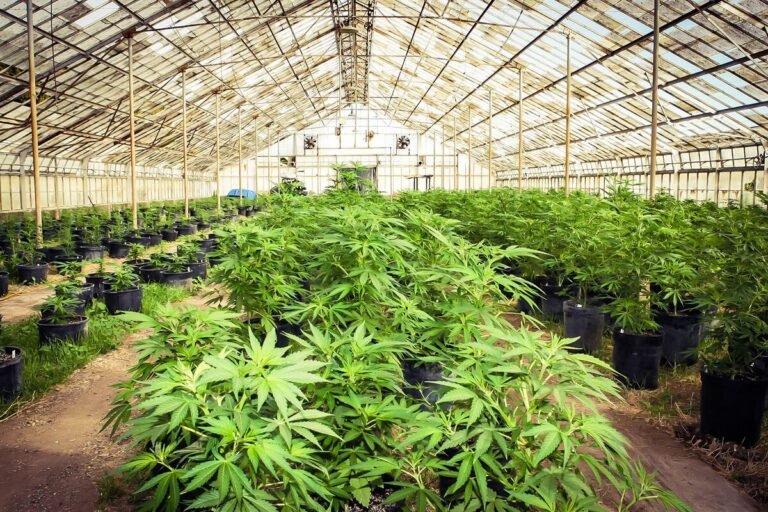 Greenlight Dispensary: Revolutionizing Cannabis Retail